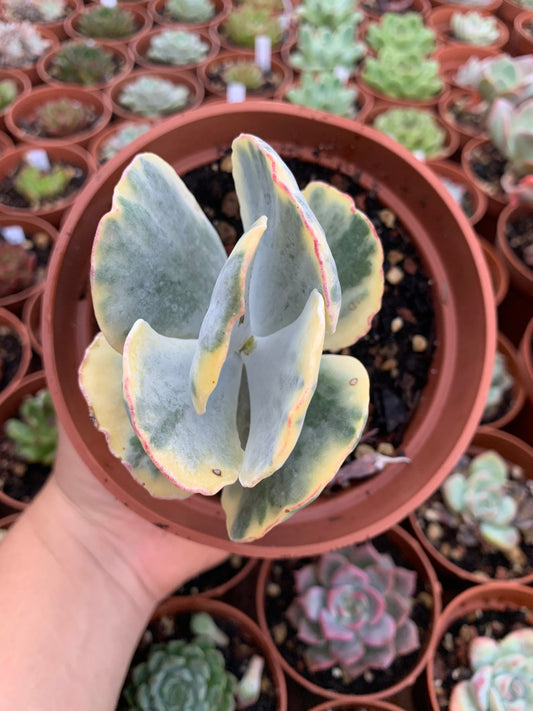 Cotyledon orbiculata variegated