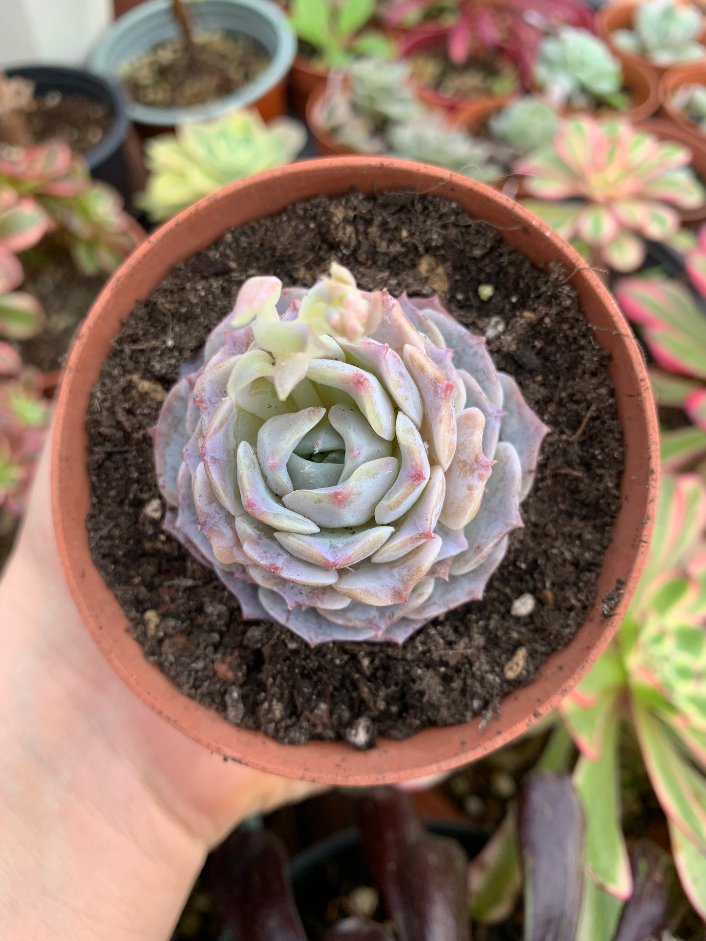 Echeveria "Modale" Coreano