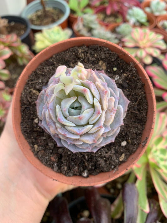 Echeveria "Modale" Coreano