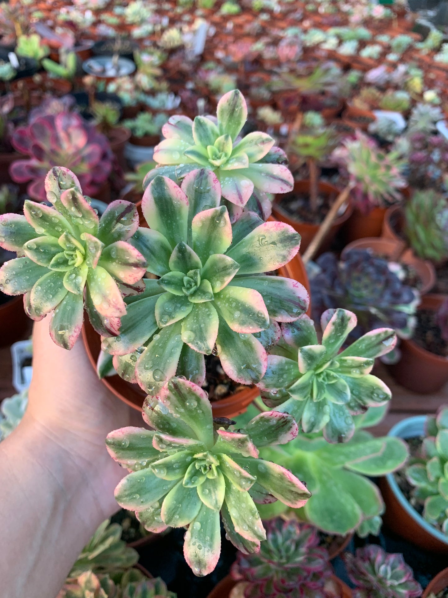 Aeonium "Tea Cup" variegated cluster