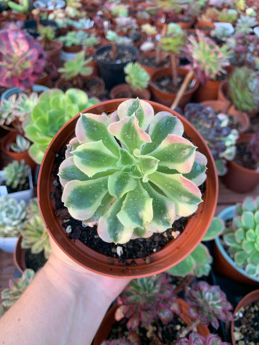 Aeonium "riverstones" variegado