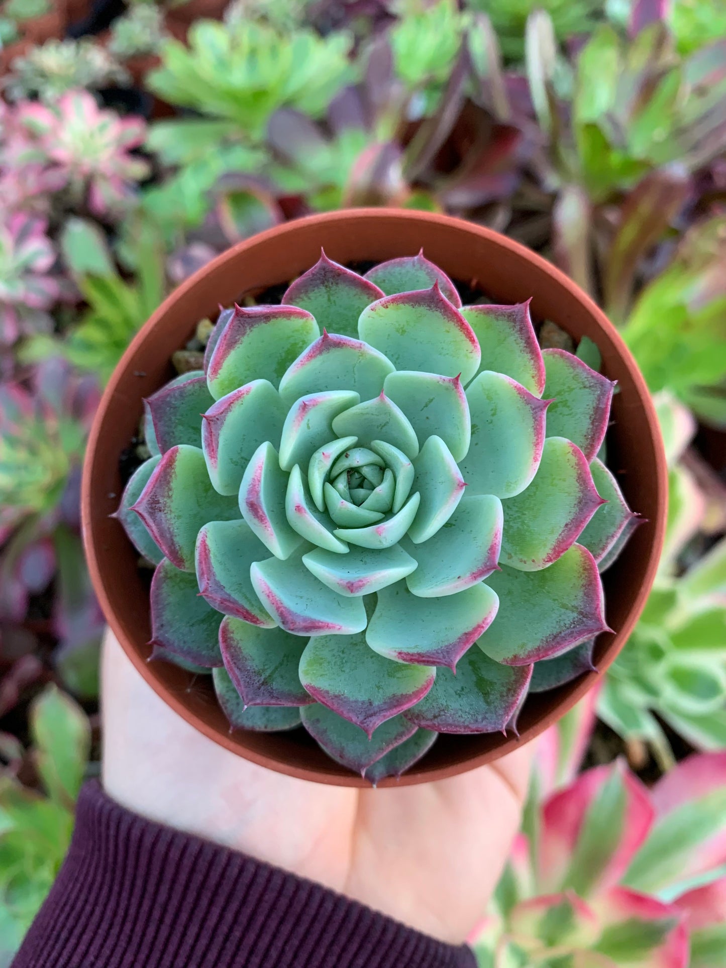 Echeveria "Red Cat"  (E. hyalina x E. sarahime) Korean by ChangHee