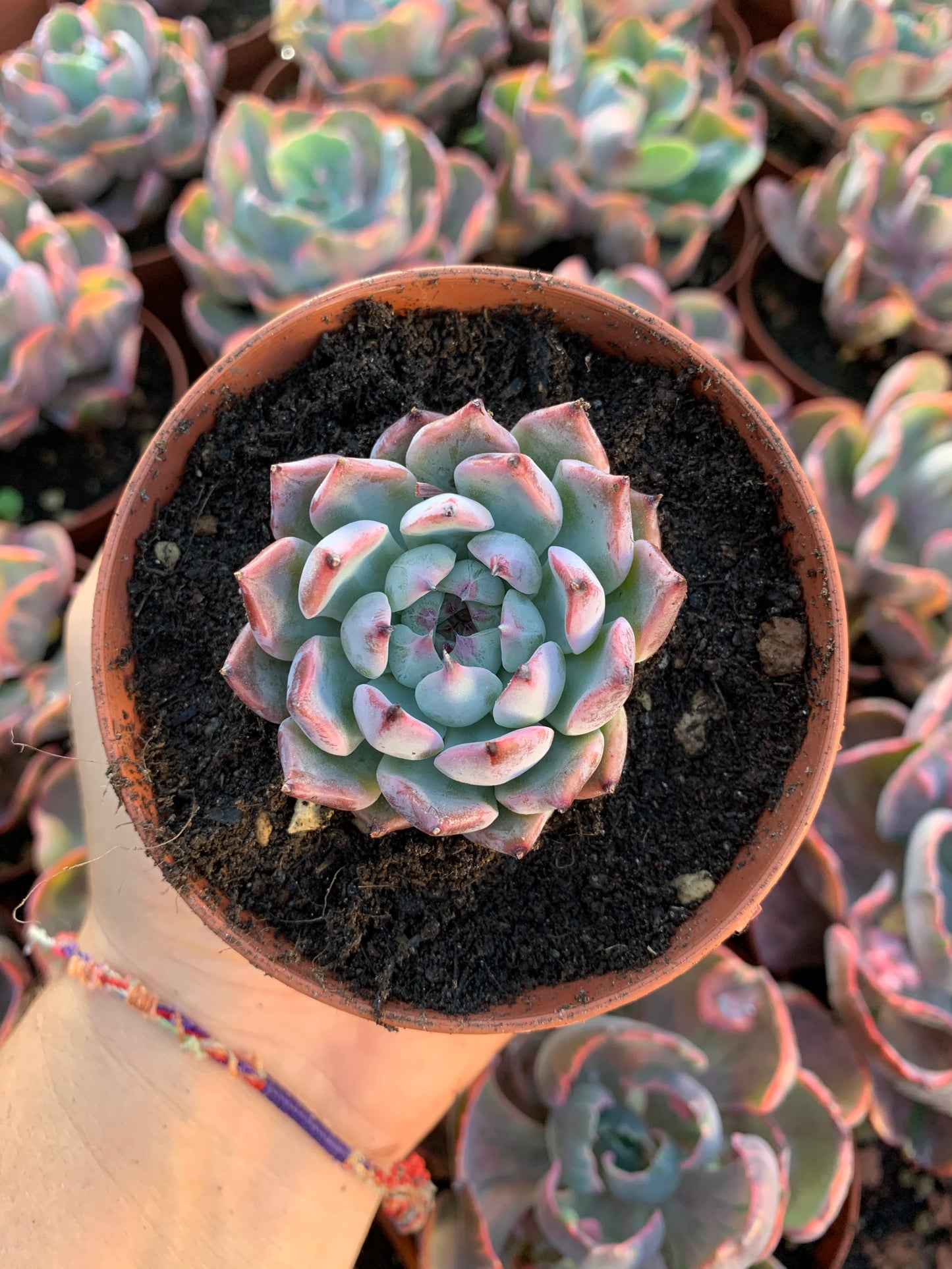 Echeveria "chacal" Korean