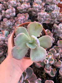 Echeveria "Bersek" Korean