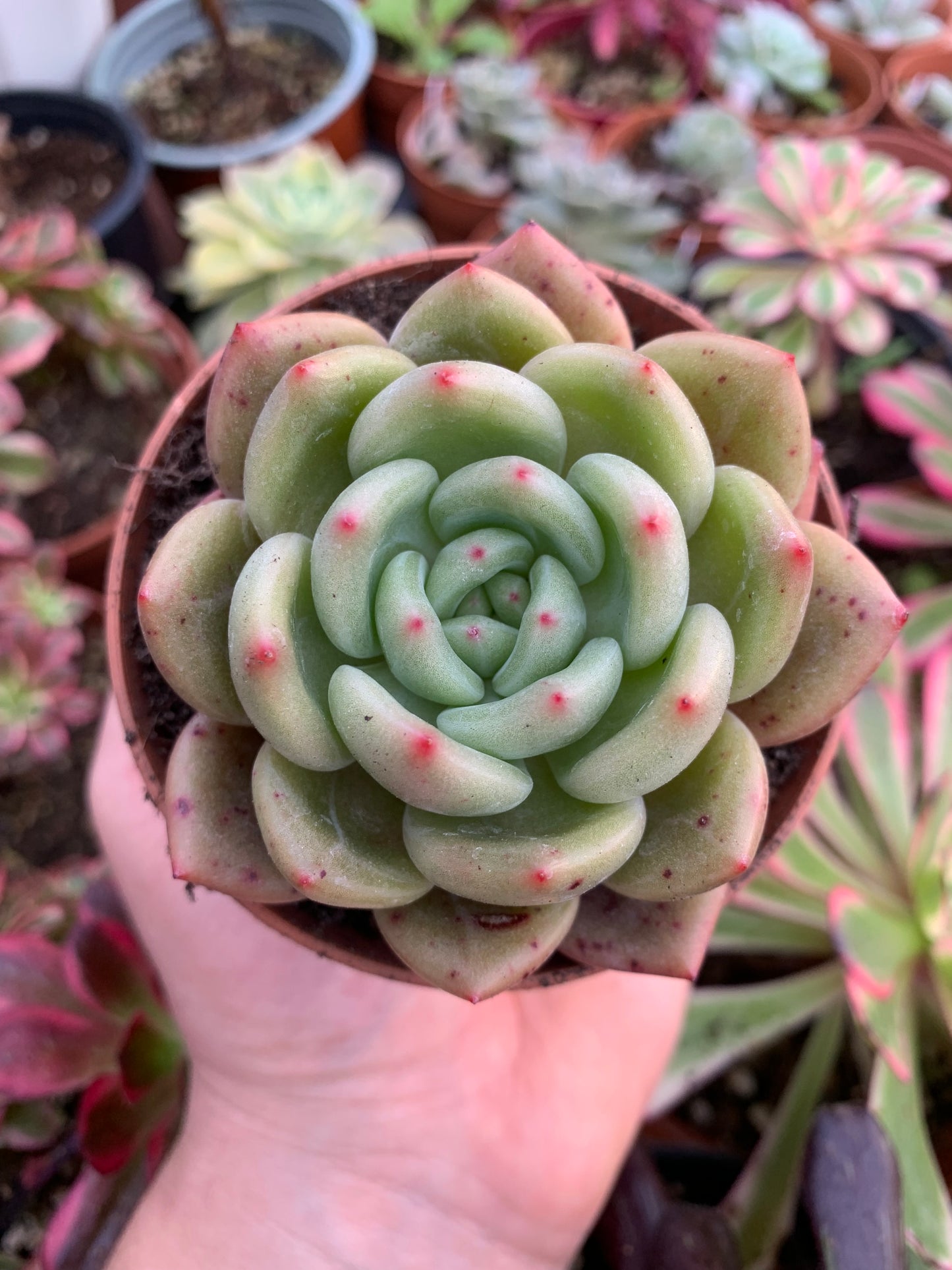 Echeveria "Baekya" (White Night) Korean