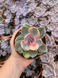 Echeveria "Rainbow" variegada Korean