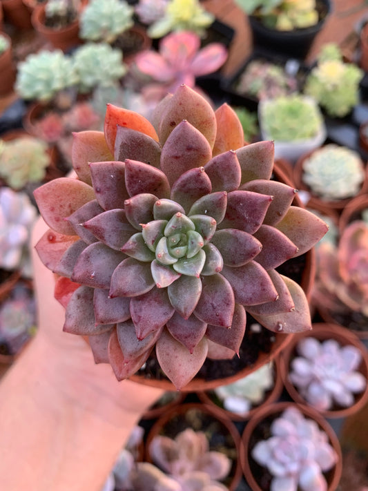 Graptopetalum "Hermes" Korean