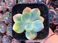 Echeveria "hakuhou" variegada korea