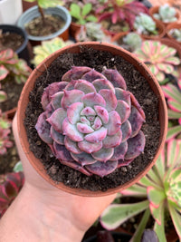 Echeveria „Cherry Shadow“ Koreanisch