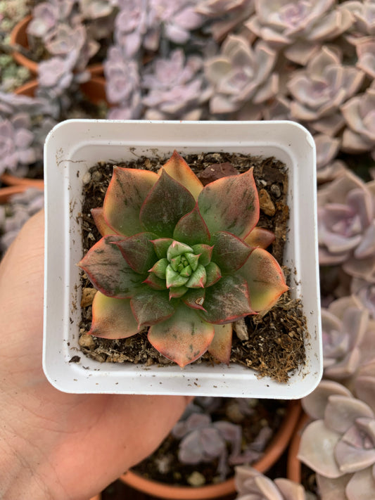 Echeveria Agavoides "Leopard" variegada Korean