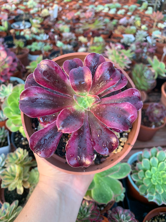 Aeonium "medusa" variegado