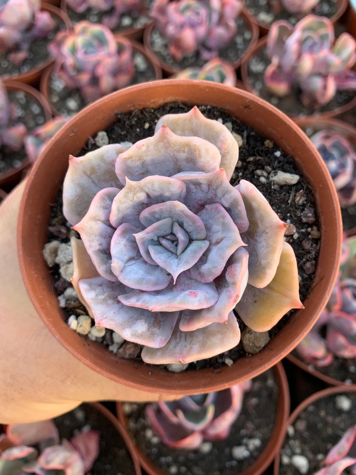 Echeveria lilacina "Marble" Korean (copia)