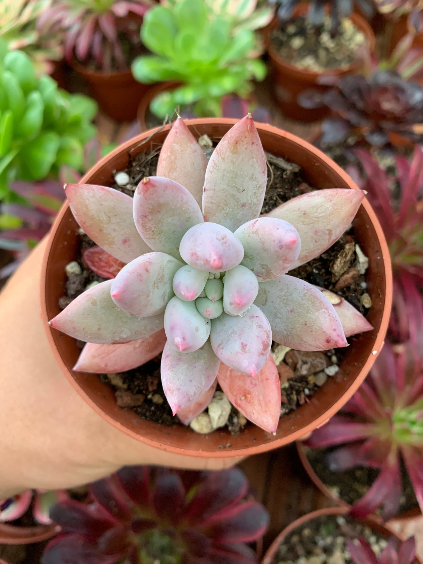 Pachyveria "Angel Fingers" (E. colorata x P. machucae) Korean by Air Magic