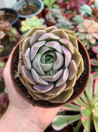 Echeveria "Mohican" Korean