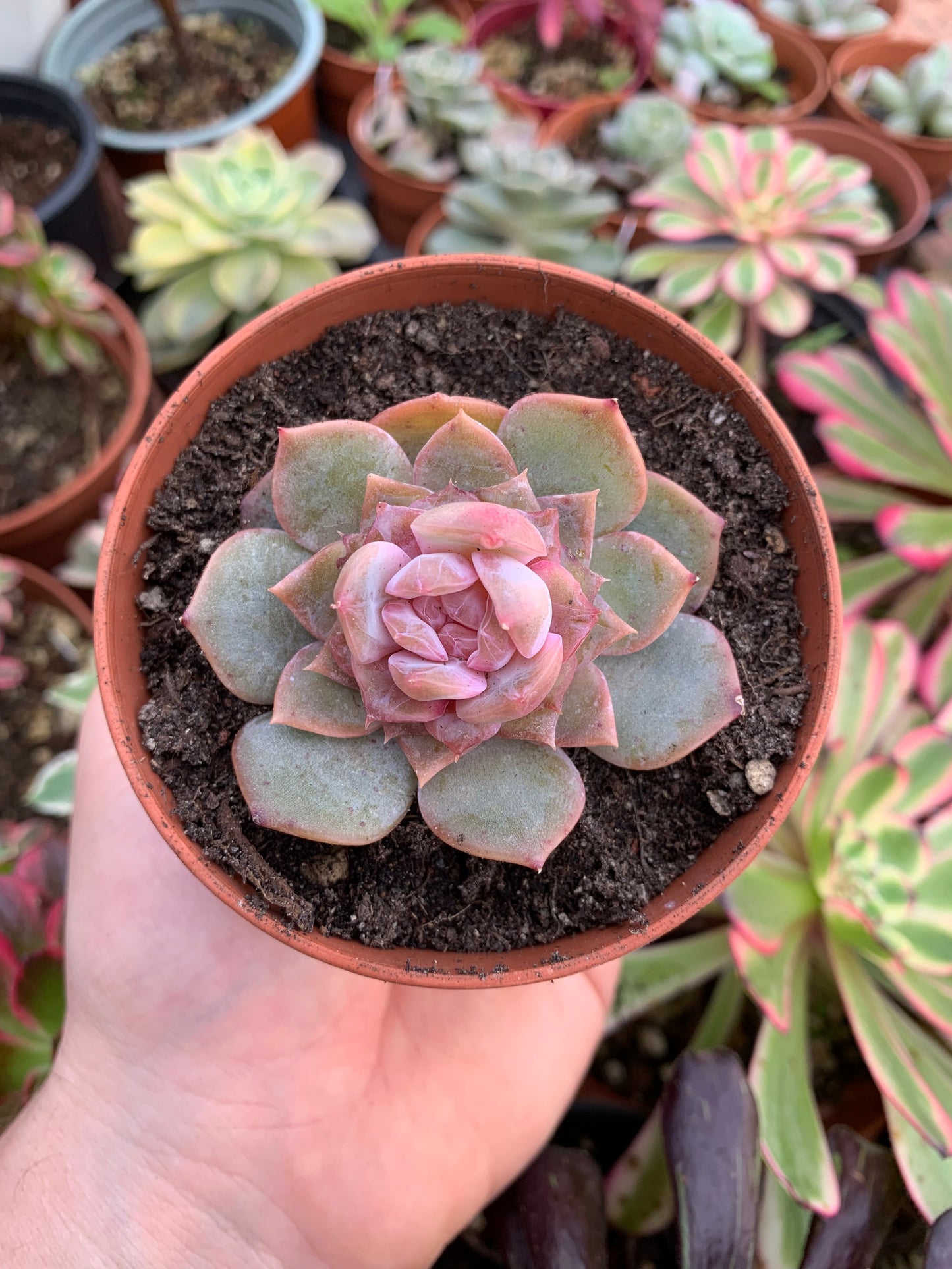 Echeveria "Blasoming" Korean