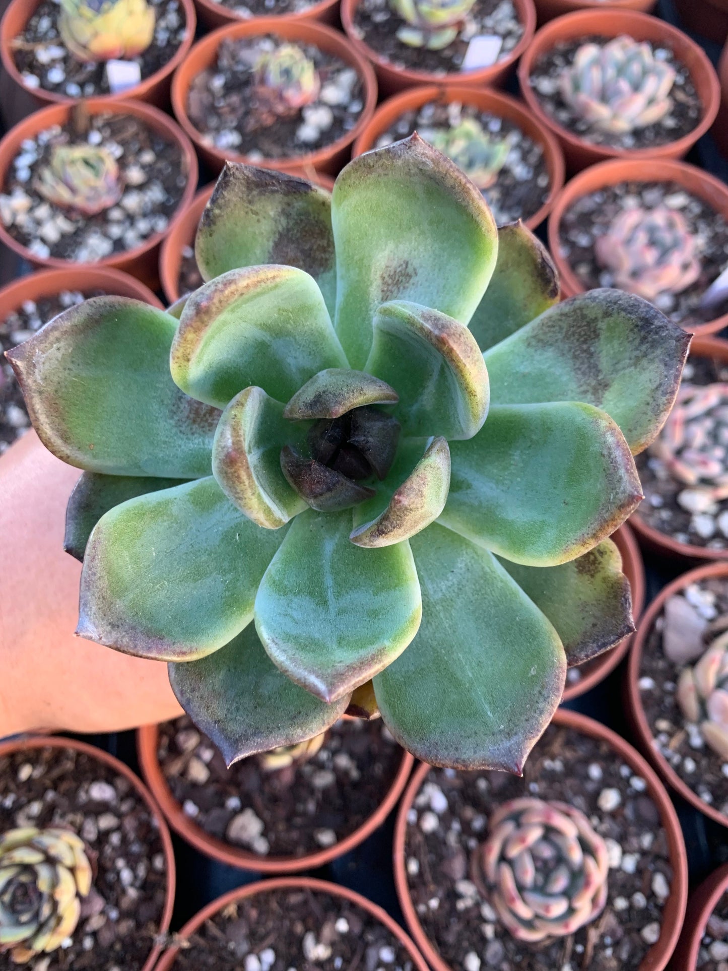 Echeveria "round leaf black mink" Korean