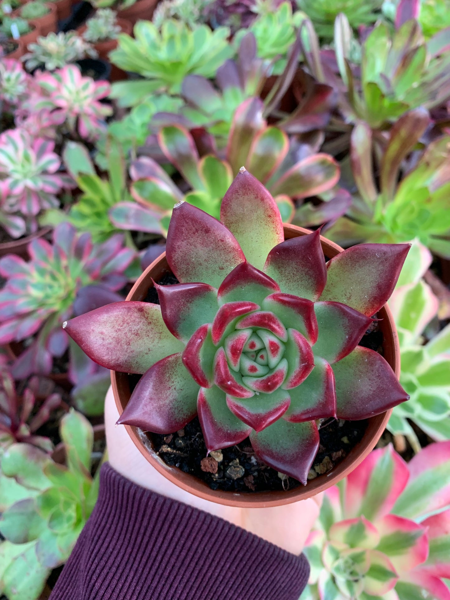 Echeveria "hobin" (E. chihuahuensis x E. agavoides romeo rubin) Korean by ChangHee