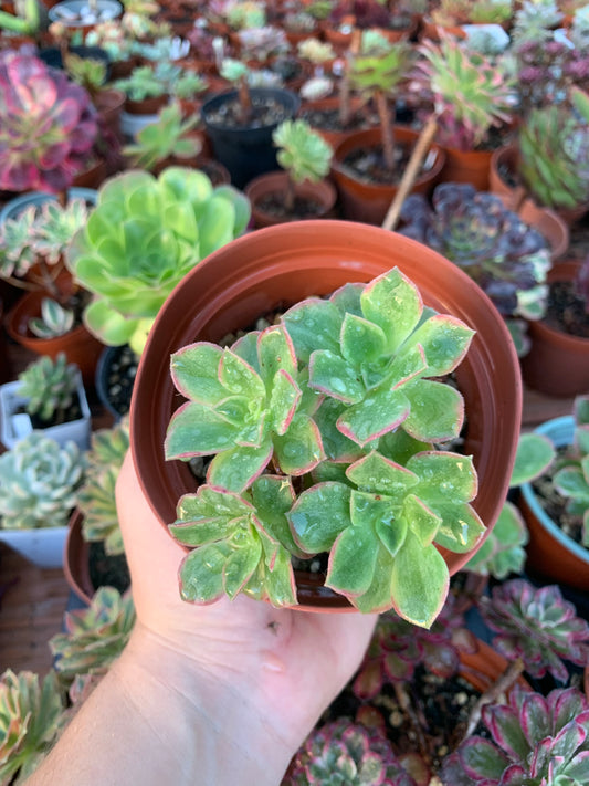 Aeonium "Orion" variegado cluster