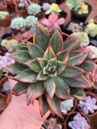 Echeveria "Hanakaida" coréen panaché