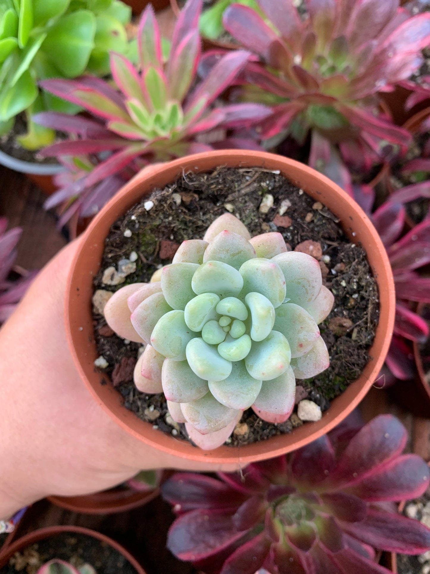 Echeveria "Caviar" Korean