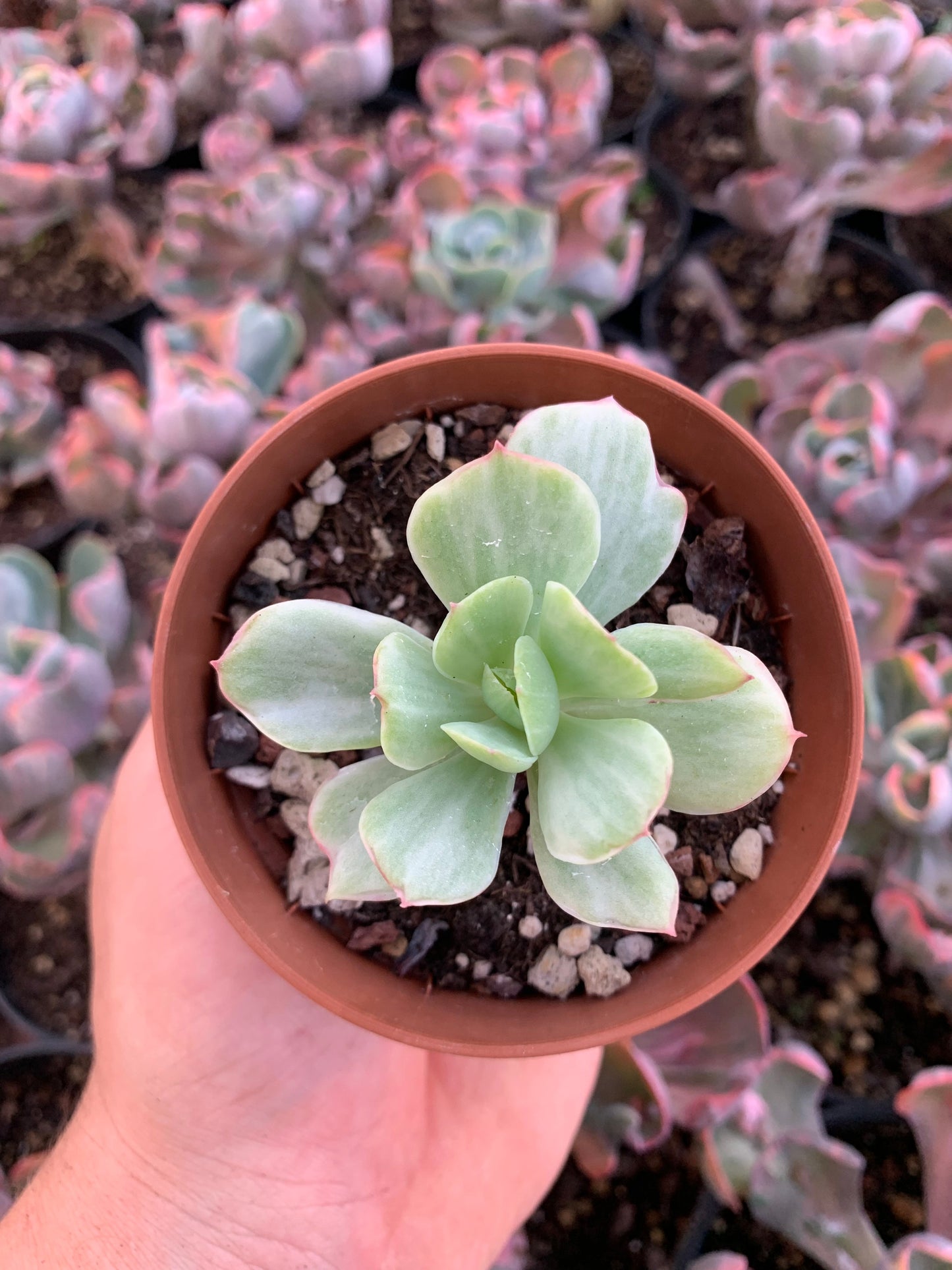 Echeveria "Mocha" variegada