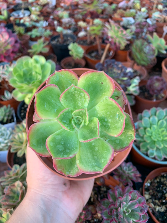 Aeonium "Orion" variegado