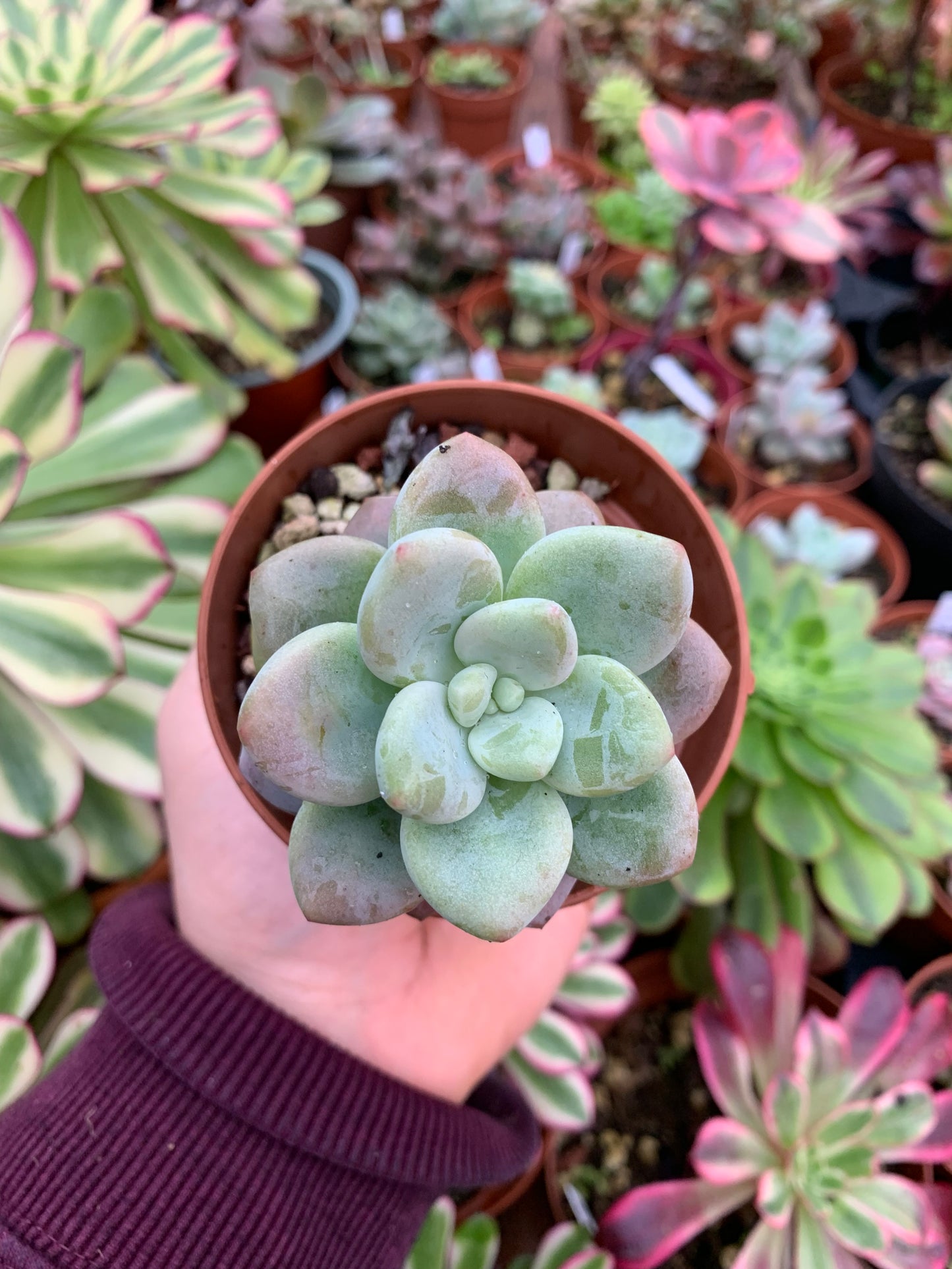 Graptosedum "Miul" Korean