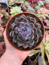 Echeveria "Purple Stone" Korean