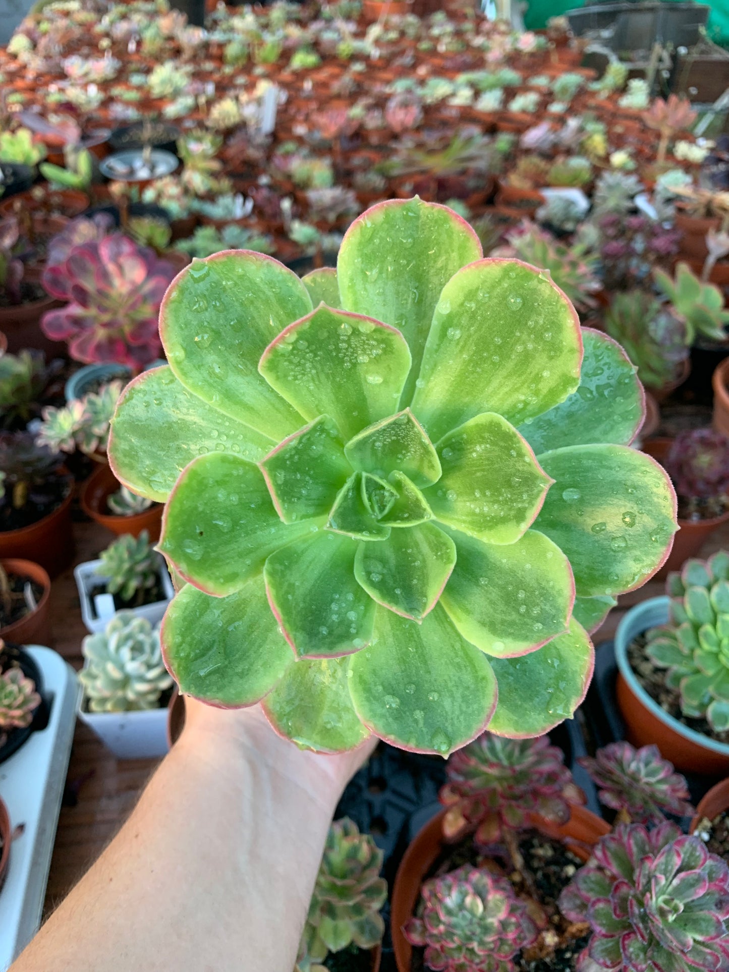 Aeonium "Orion" variegado