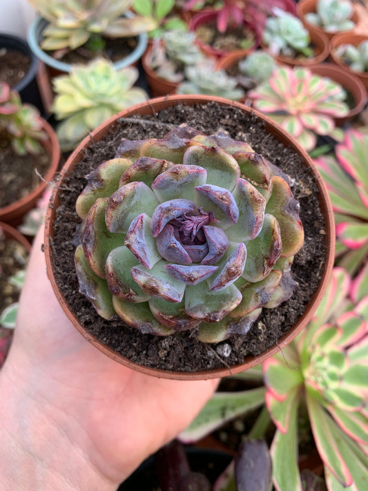 Echeveria "J'Adore" Korean