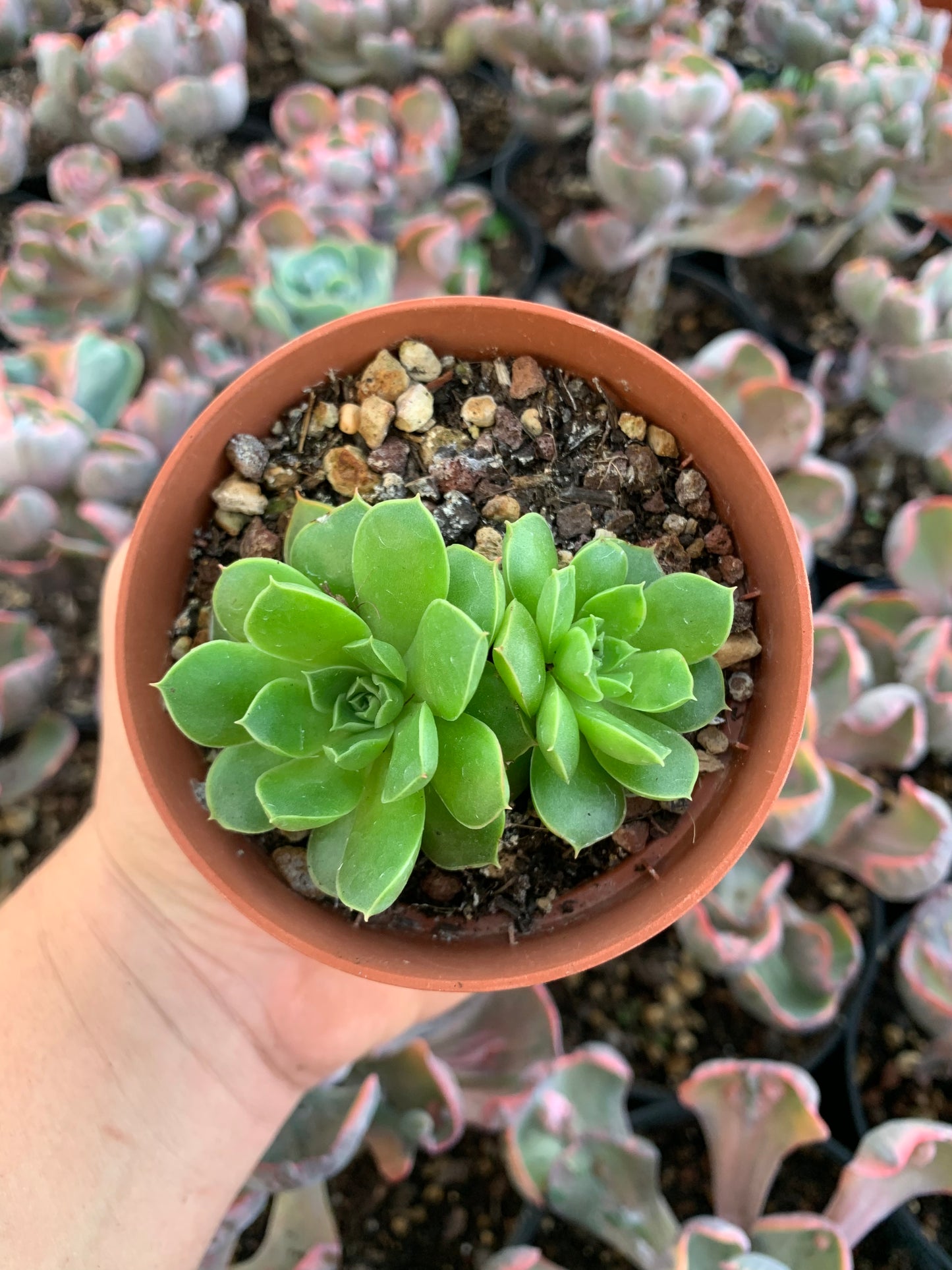 Echeveria "Longissima"