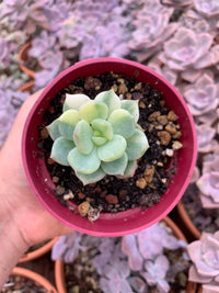 Pachyveria "Worthy one" variegada korea