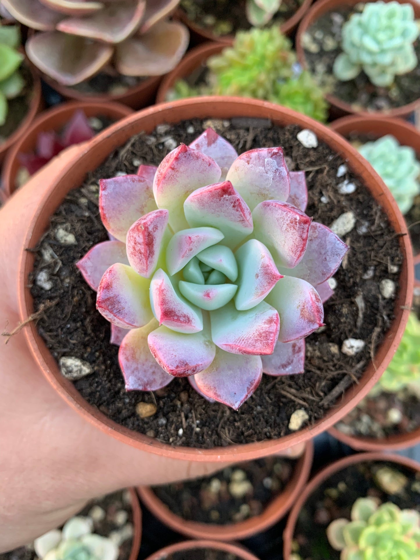 Echeveria "pherormone" (E. hyalina Gilo x E. laui) Korean by ChangHee