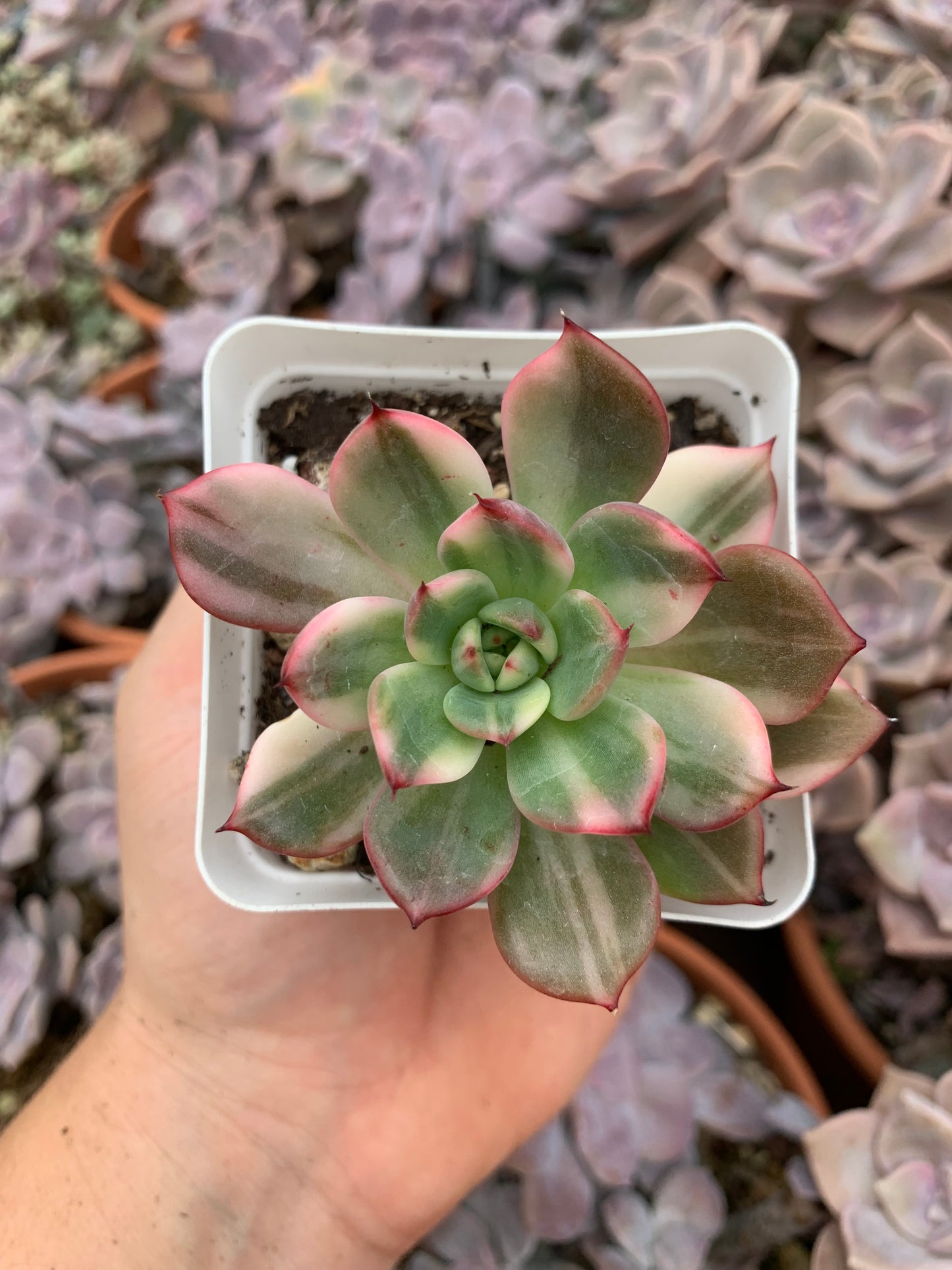 Echeveria "flamenco" variegada korea