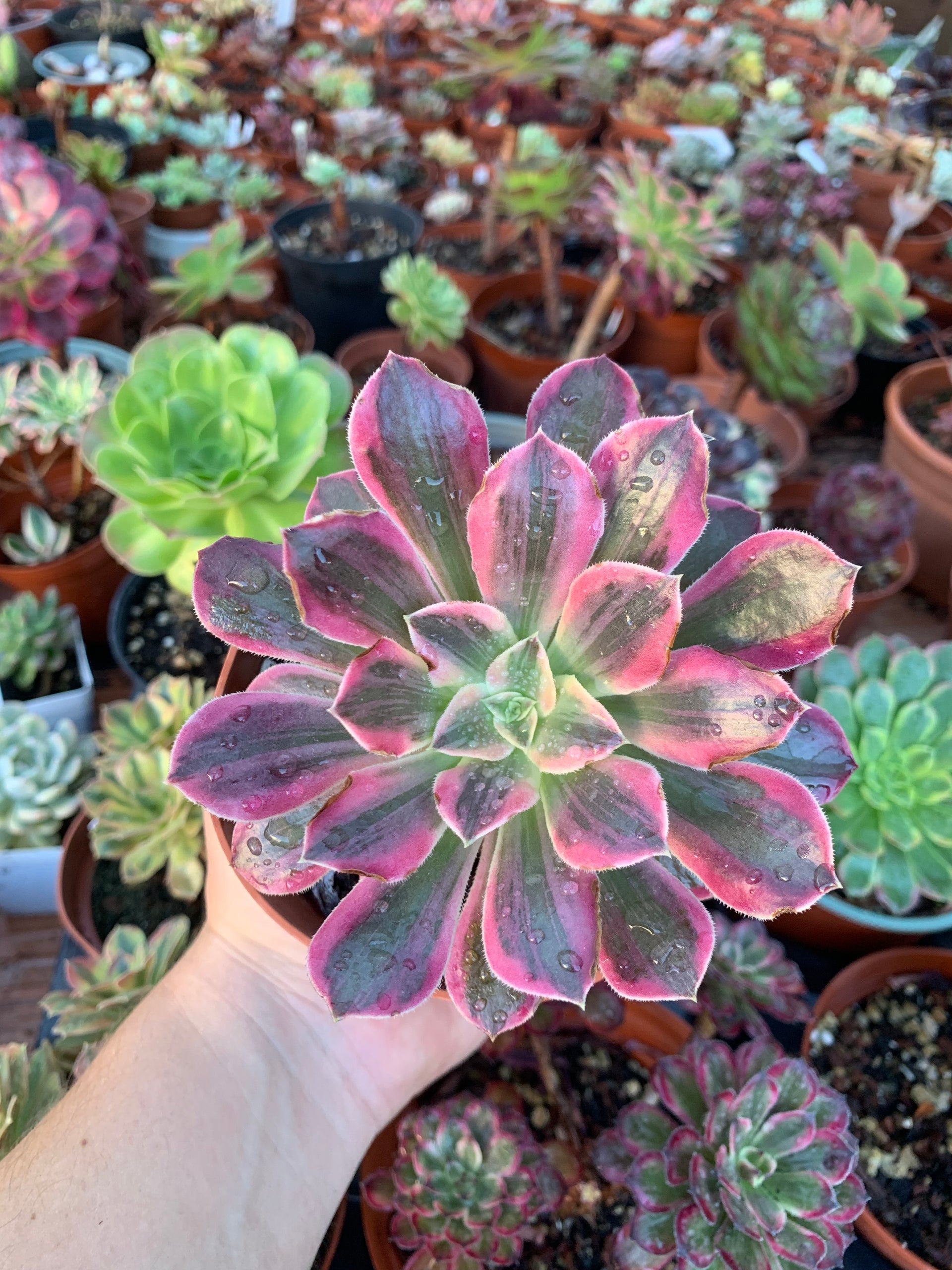 Aeonium"WunSha"variegado