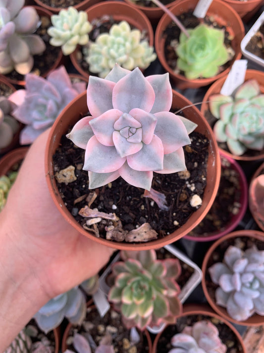 Graptopetalum "Snow White" pink variegata Korean