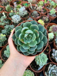 Echeveria "Sitifukumiama"