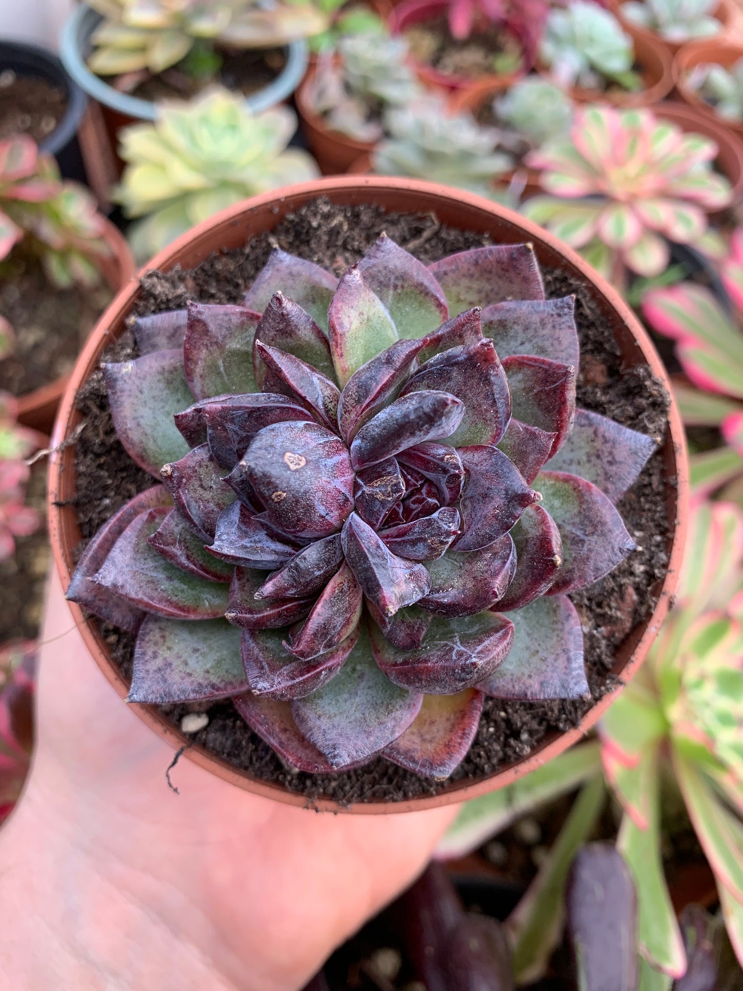 Echeveria "Black Bear" Korean