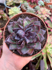 Echeveria "Black Bear" Korean