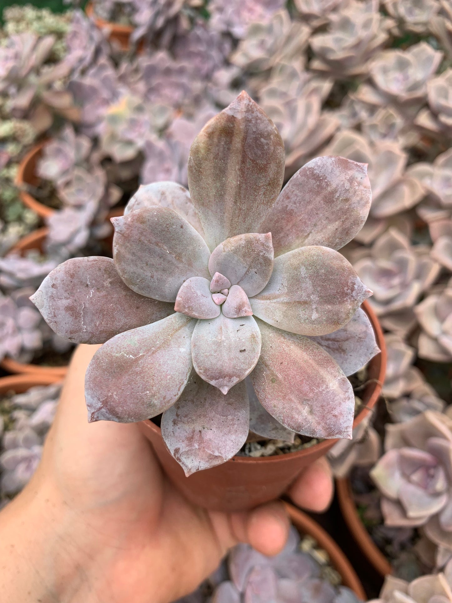 Graptopetalum ''superbum'' variegado korea