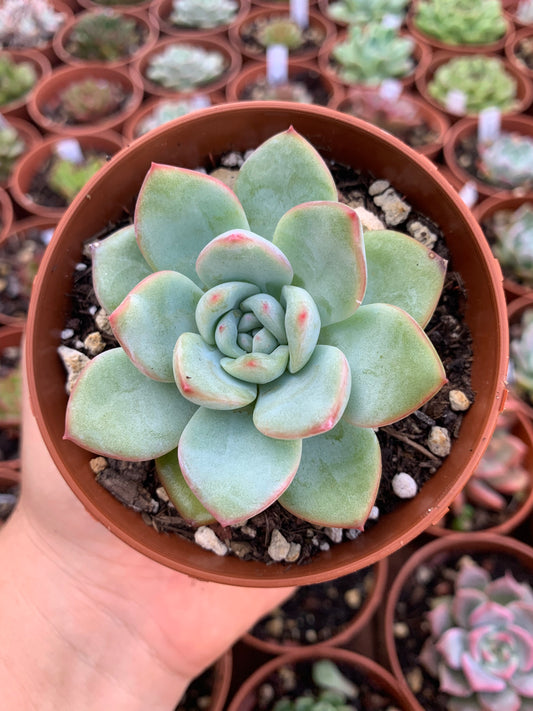 Echeveria "amabeier"