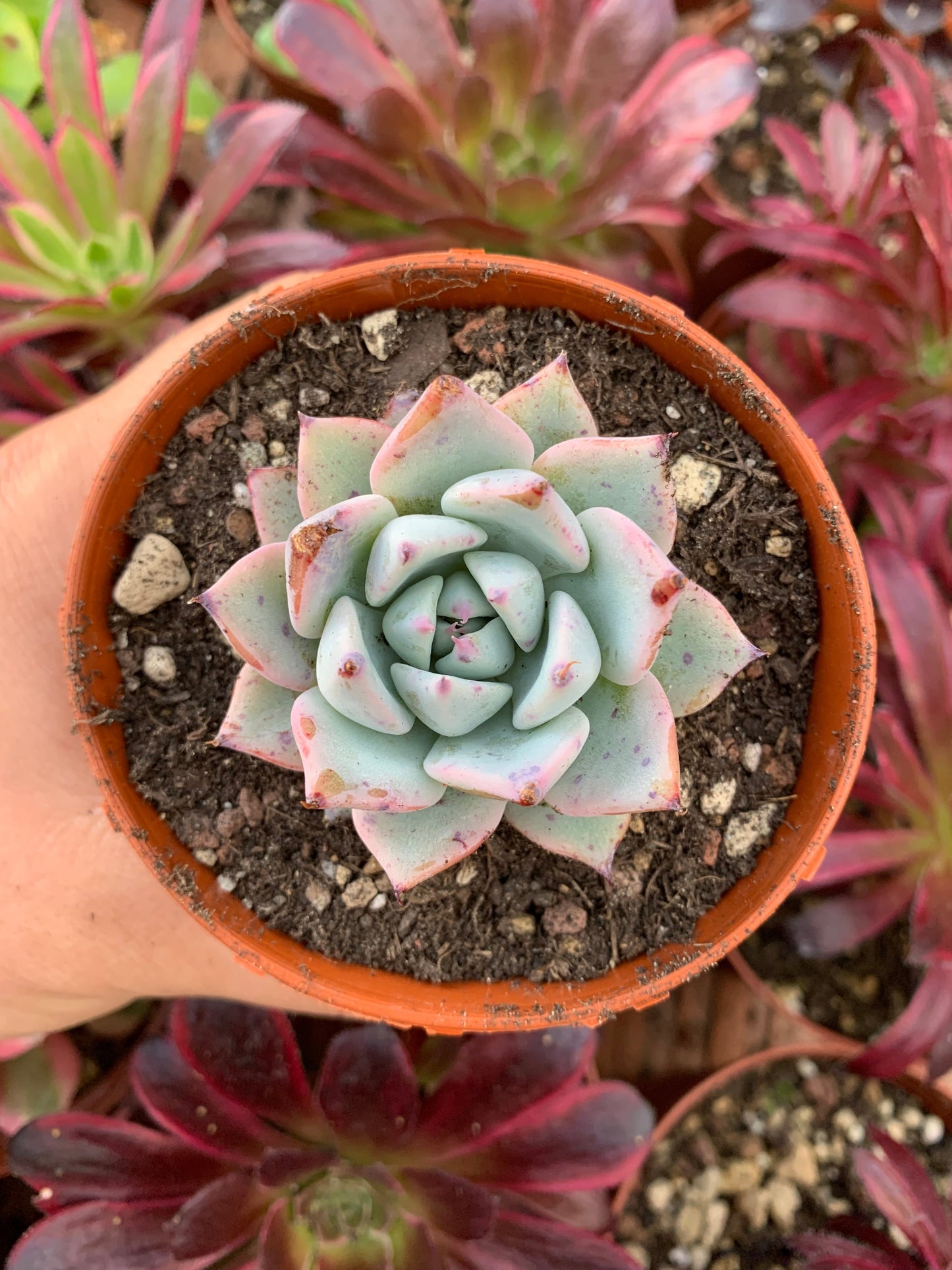 Echeveria "Beatrice"