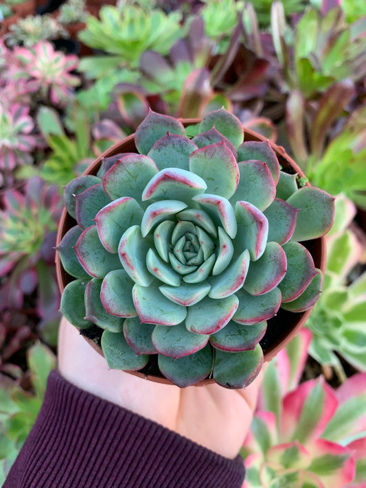 Echeveria "polsha" Korean by ChangHee