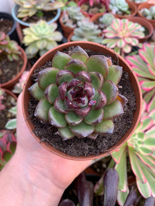 Echeveria "J'Adore" Korean