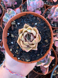 Echeveria "Kiss"