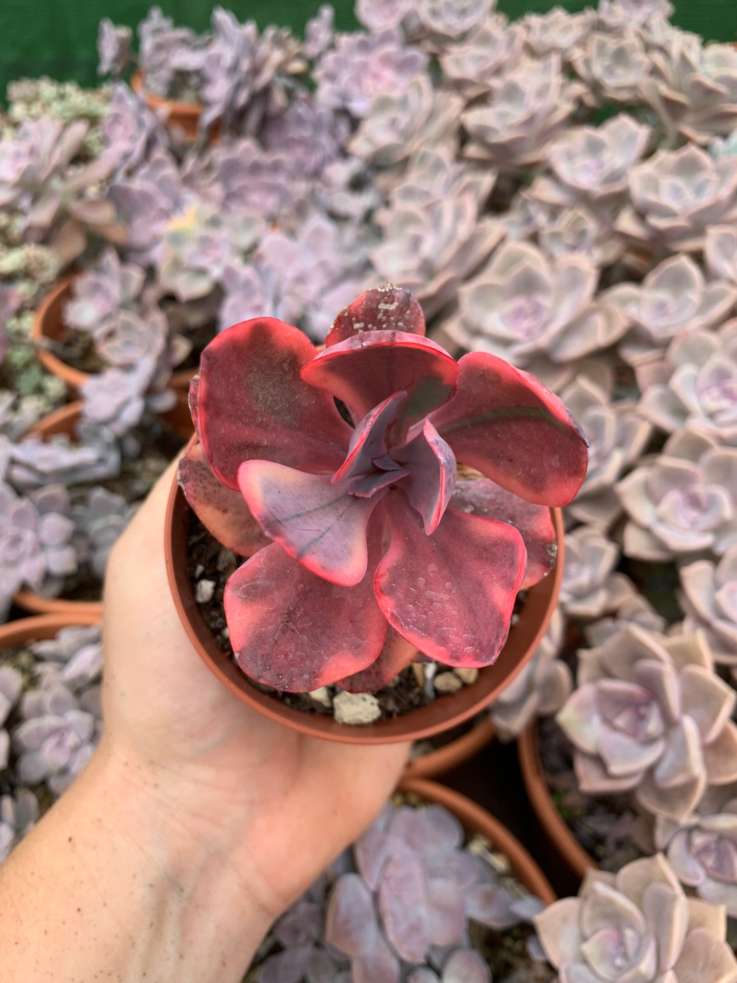 Echeveria "Angel Wings" variegada