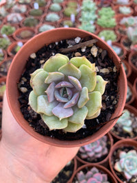 Echeveria "colias"