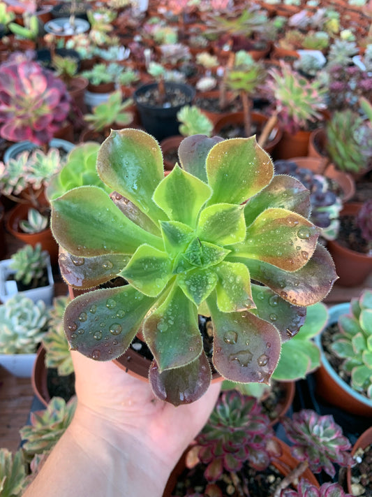 Aeonium "green lemon" variegado