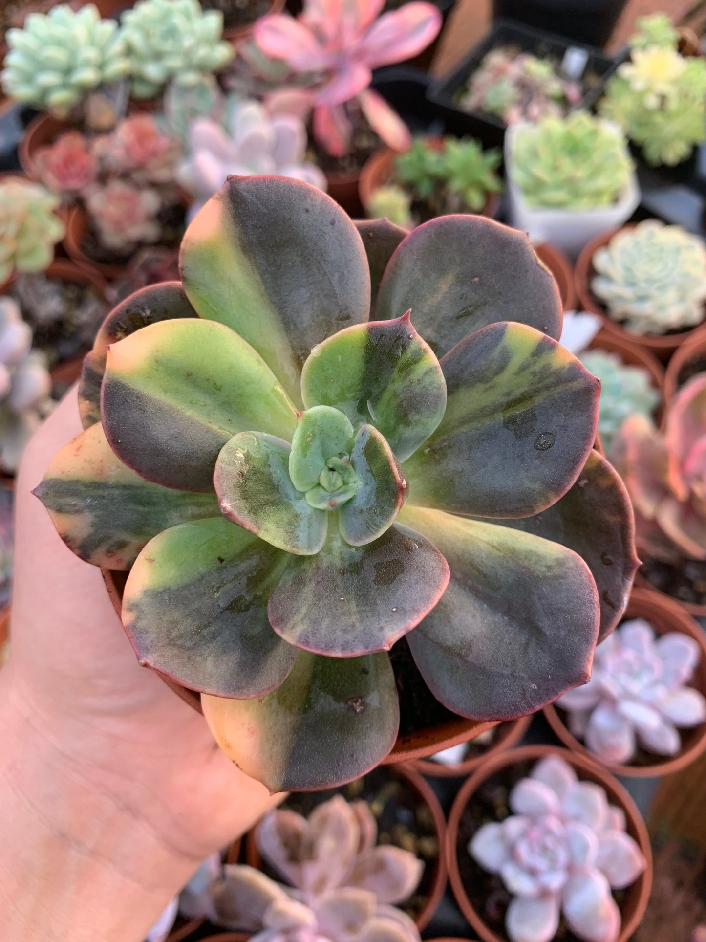 Variegated Echeveria "Blue Metal"