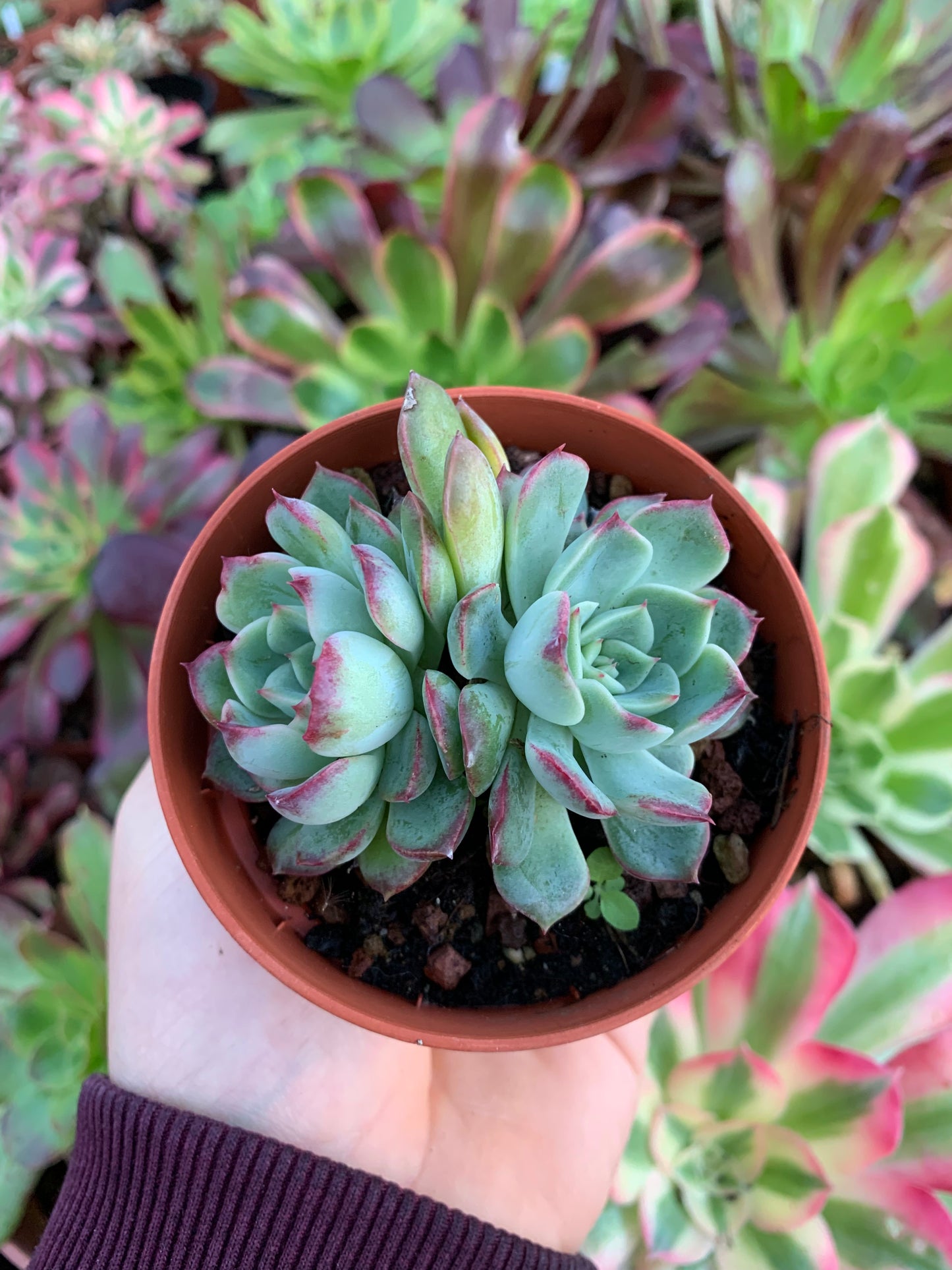 Echeveria "polsha" Korean by ChangHee